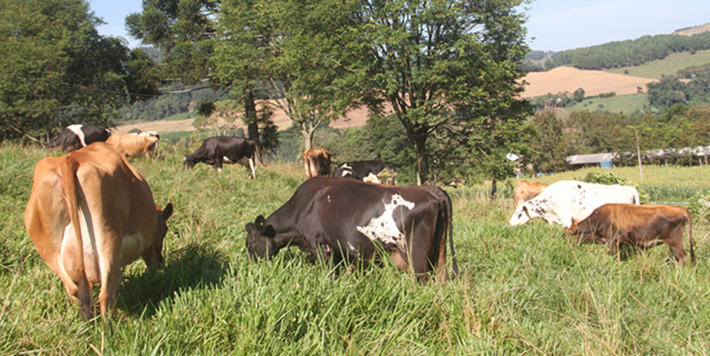 Controle de sanidade à  brucelose sofre atraso