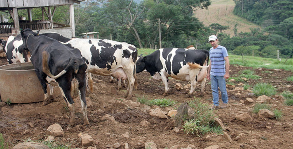  - Bovinocultor Osni Begnini trabalha com lucro de 30% na produção leiteira