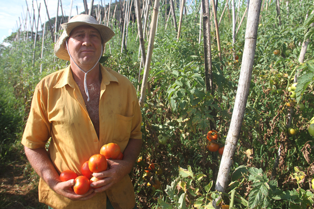  - Produtor Dalair Paludo teve prejuízo com o plantio de tomates