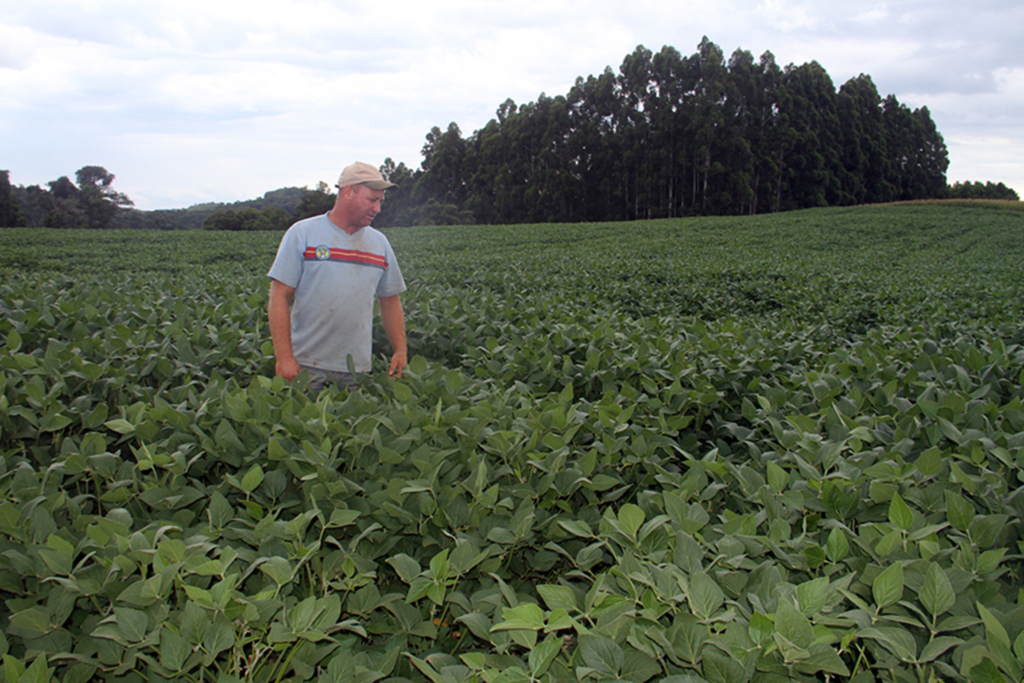  - Produtor Marciano Carraro investe na terceira safra de soja