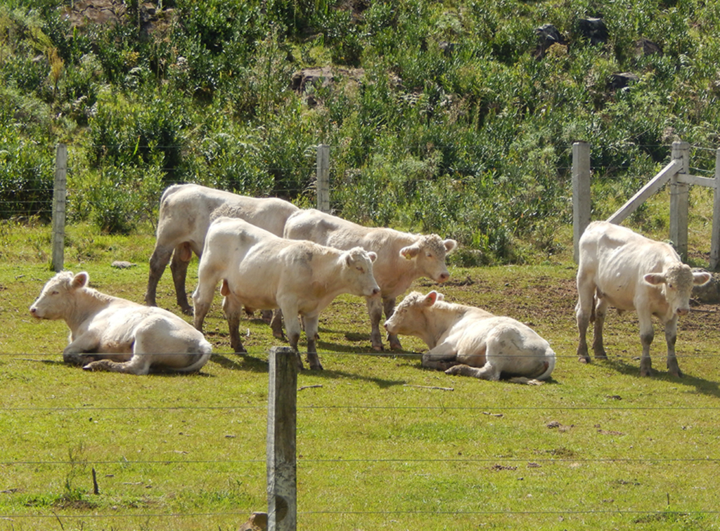 Gado de corte e produção de feno são outras boas alternativas de renda