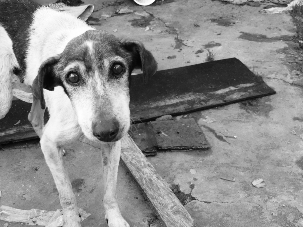 Pesquisa indica perfil de agressor e abandonador gaúcho