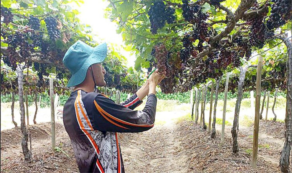 Assessoria de Imprensa - Isaac Crippa Coelho do Rosario realizou estágio na GrandValle Agrícola, em Petrolina (PE).