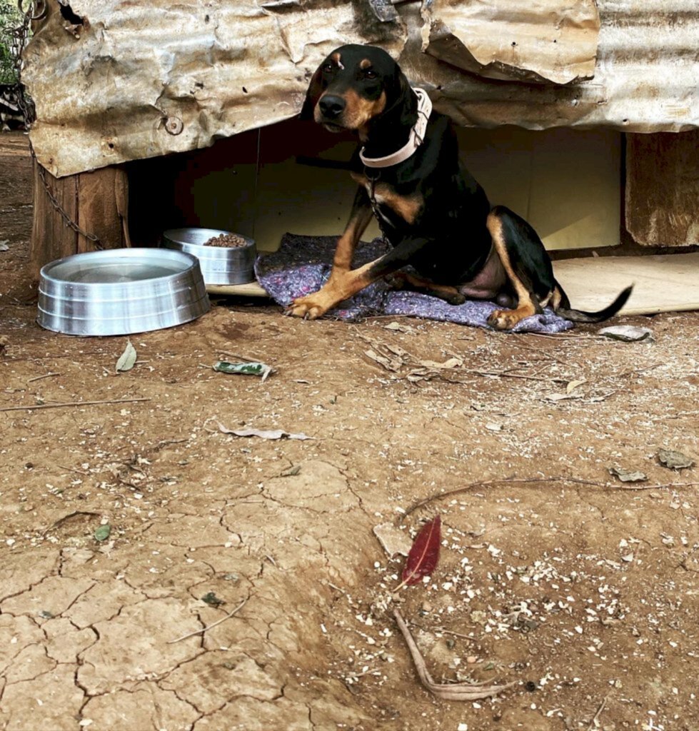 Voluntárias da Faunamiga contam com a ajuda dos tutores para realizar melhorias no local onde estão mais de 20 cães