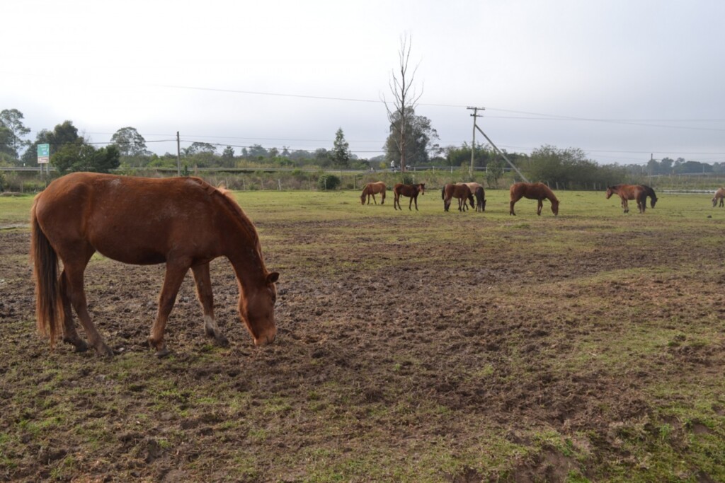 Prefeitura recolhe cavalos maltratados e soltos em via pública