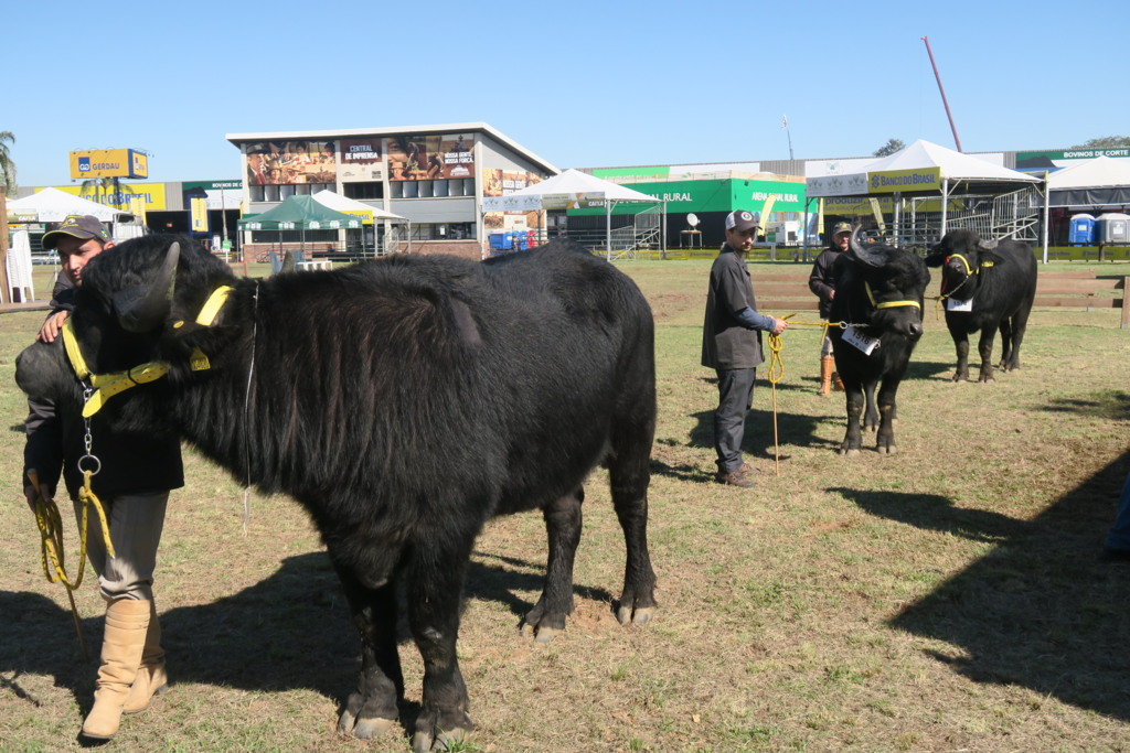 Ascribu prepara novidades para a Expointer