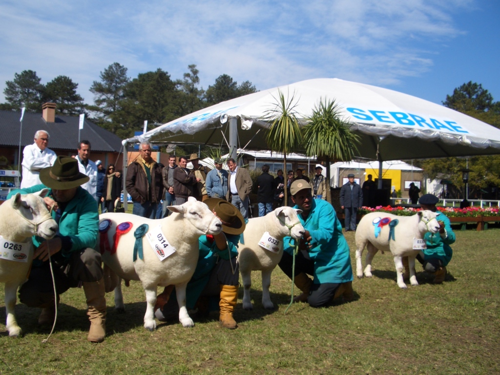 Expointer 2019 contará com 3.975 animais inscritos para julgamentos