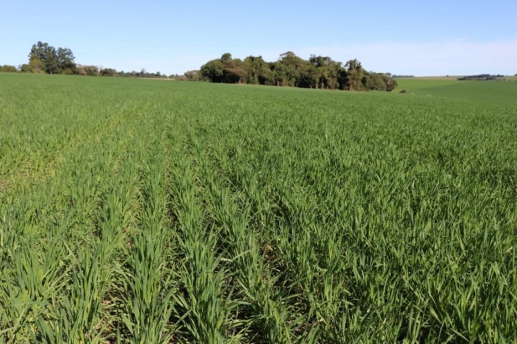 Com mais de 96% da área semeada, plantio do trigo se aproxima do final no Rio Grande do Sul