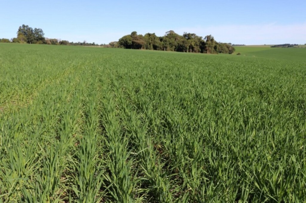 Cultivo de trigo alcança 88% da área prevista para esta safra no Rio Grande do Sul