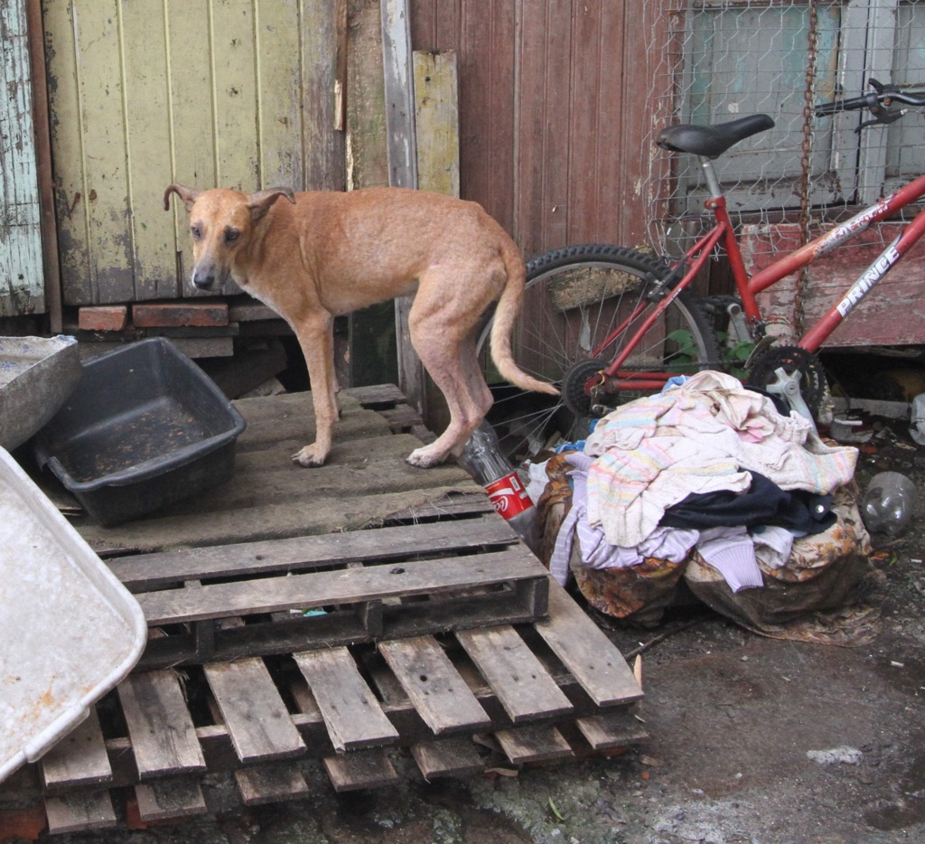 Herval: Coordenadoria de Defesa dos Direitos dos Animais investiga denúncias de maus-tratos