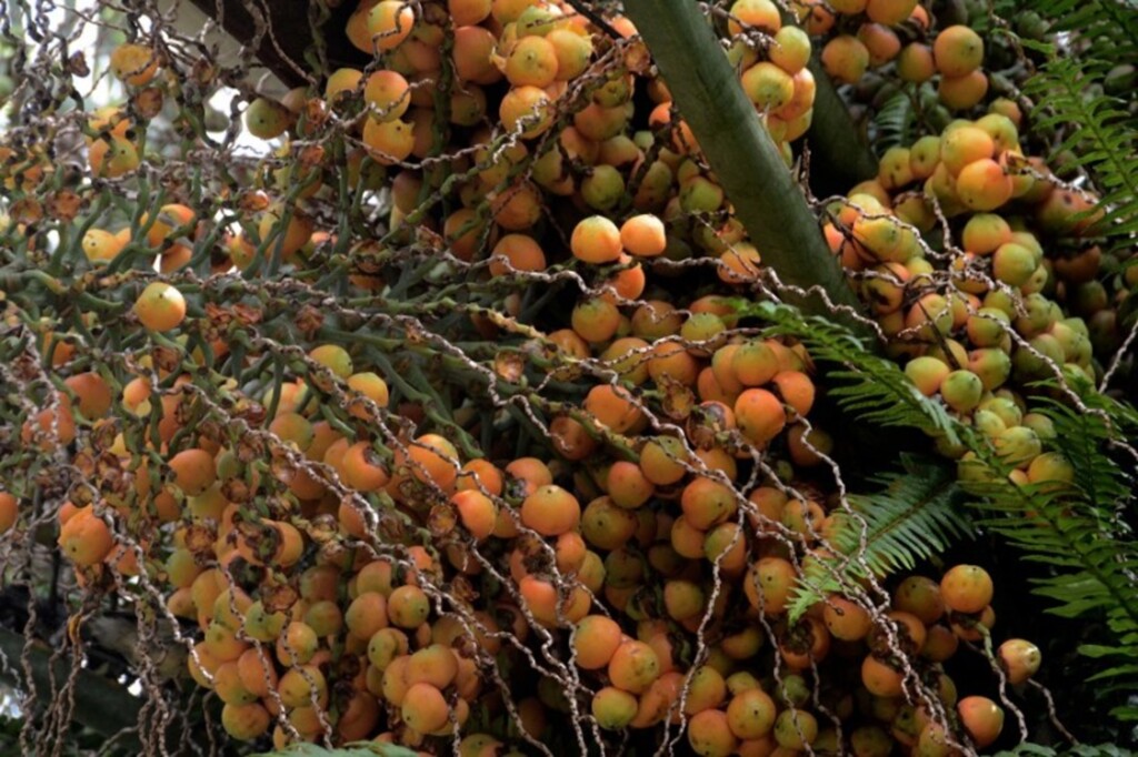 Pesquisas potencializam cultivo e qualificam exploração econômica do butiá