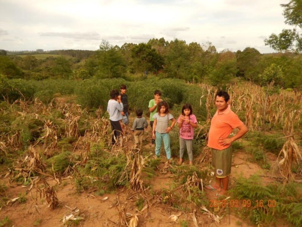 Aldeias Guarani receberão 6 mil mudas e terão áreas degradadas recuperadas