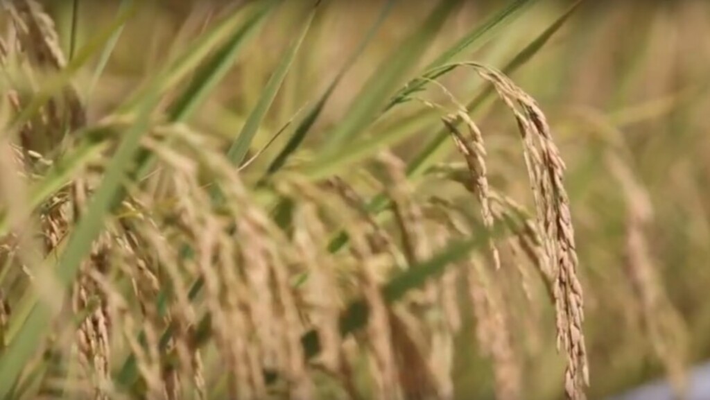 Colheita de arroz está concluída em 25 municípios, e agora faltam 70 mil hectares, informa Irga