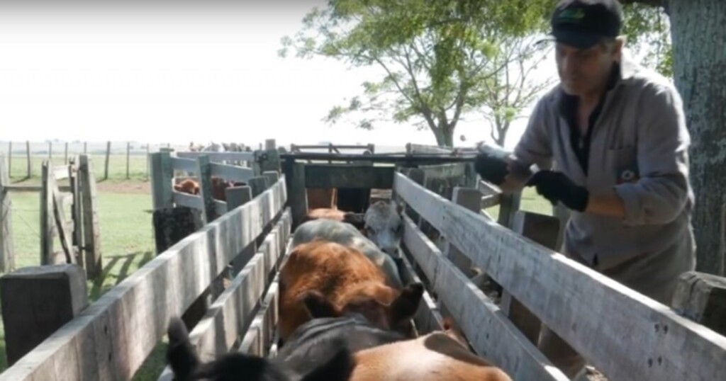 Secretaria da Agricultura divulga vídeo com orientações sobre a imunização da febre aftosa