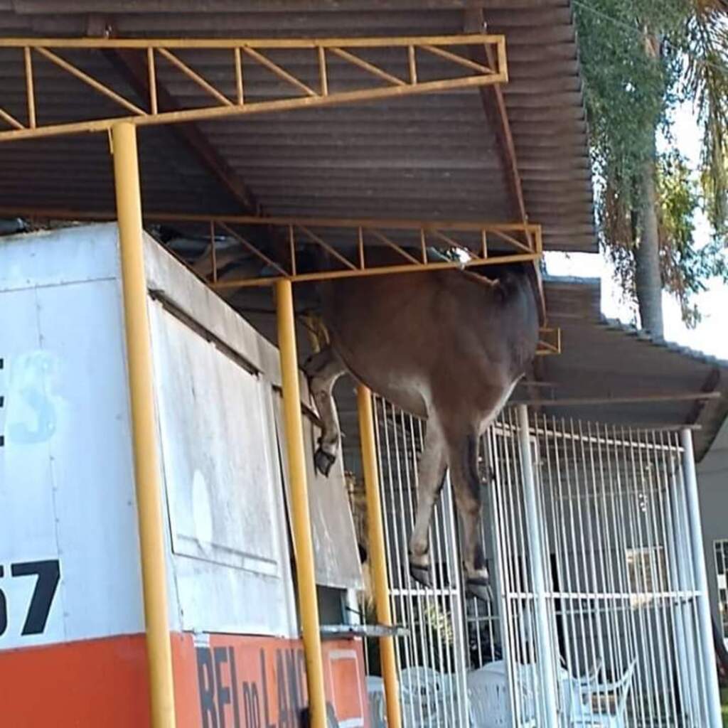 Vaca cai sobre telhado de lanchonete em Bagé