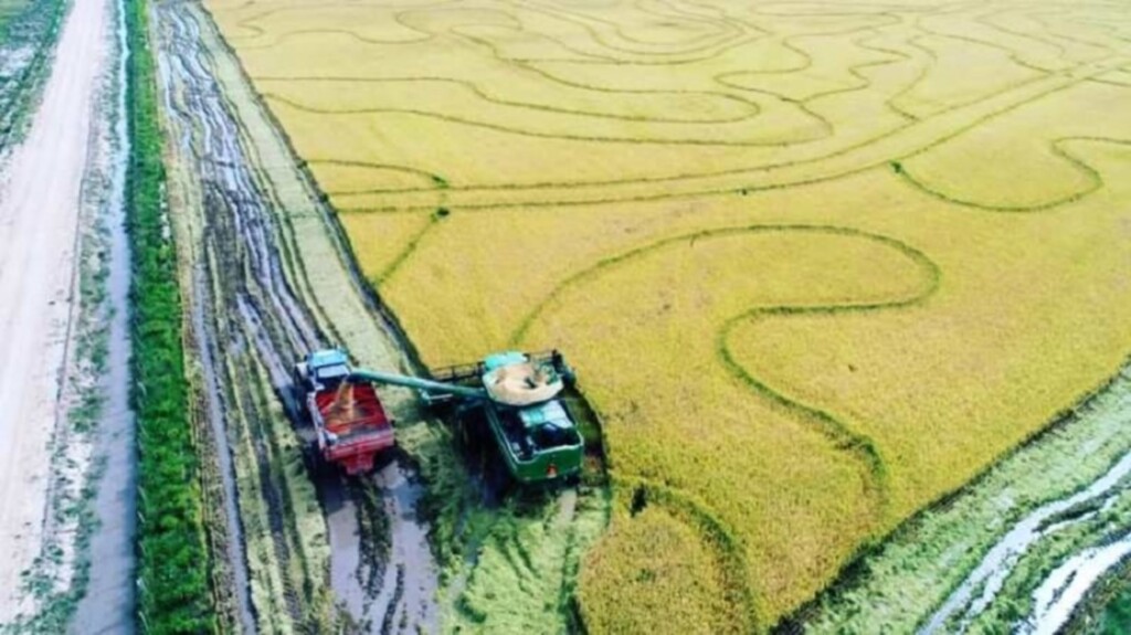 Colheita do arroz chega a 85,1% com produtividade de 7, 7 mil quilos por hectare
