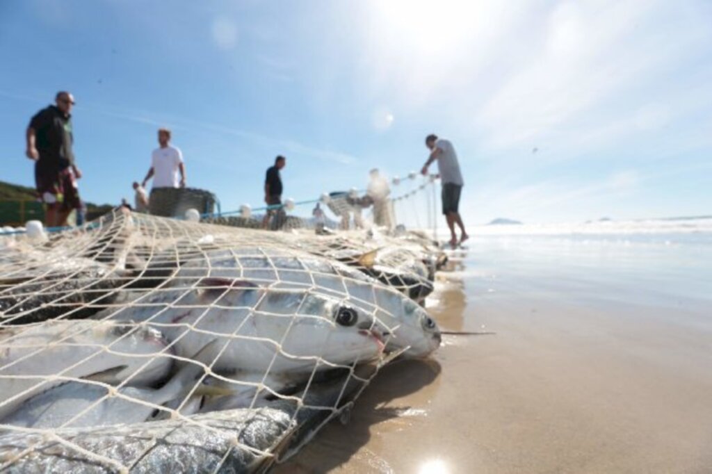 Assessoria de Imprensa / Secretaria de Estado da Agricultura, da Pesca e do Desenvolvimento Rural - Entre as exigências daPortaria SES nº 85/2021 está o uso de máscaras por todos os envolvidos na pesca, além da restrição na quantidade de pessoas que podem permanecer na praia e nos barcos.