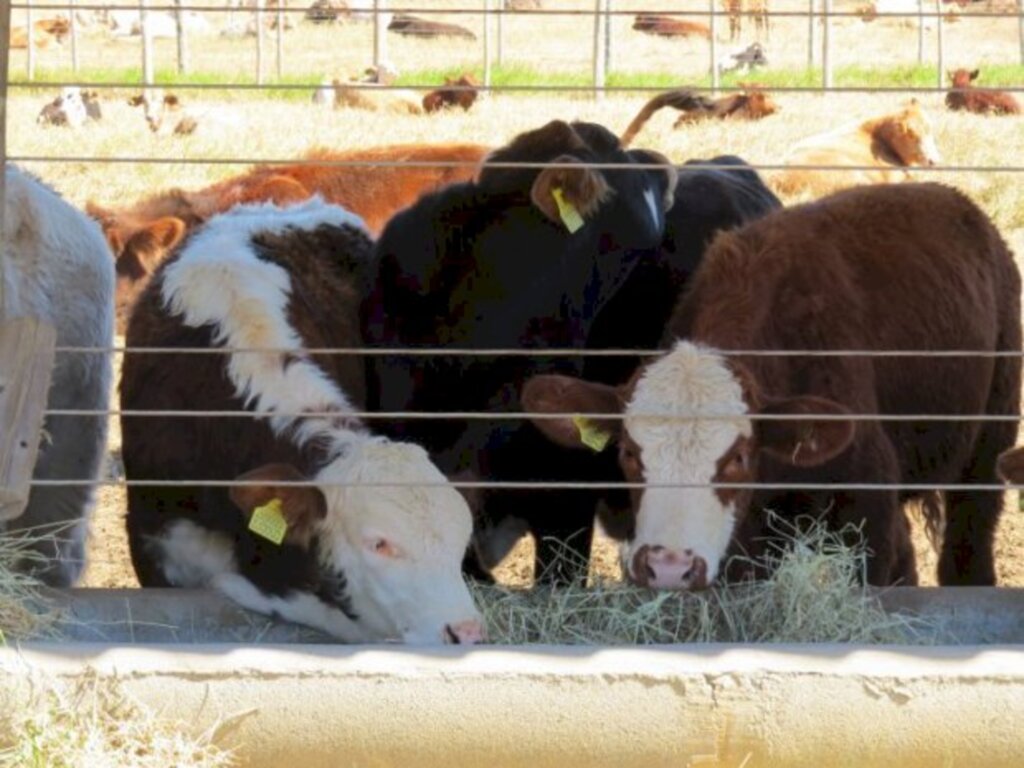 Ana Ceron / Assessoria de Imprensa / Secretaria de Estado da Agricultura, da Pesca e do Desenvolvime - A intenção é atuar na melhoria genética do rebanho e atender produtores rurais de todo o Estado (Crédito: Rosemberg Tártari/Arquivo Cidasc).