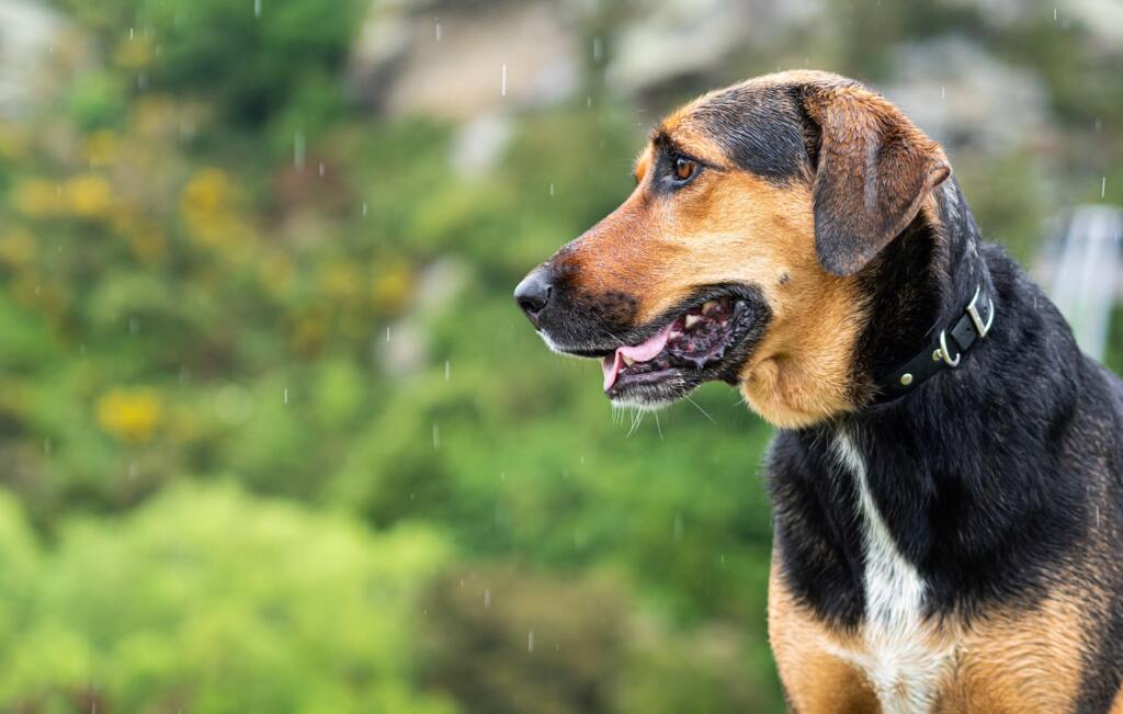 Cachorro com medo de chuva: passo a passo para acalmá-lo