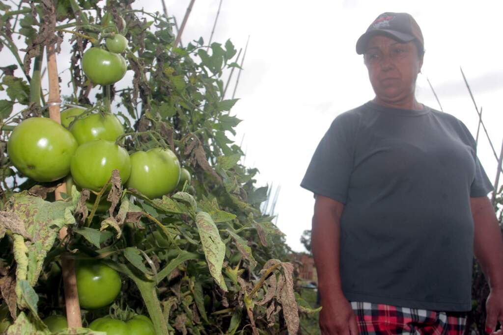 O tomate pelotense