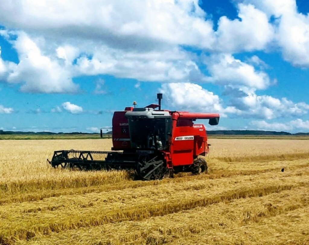 Colheita do arroz alcança 64% da área prevista