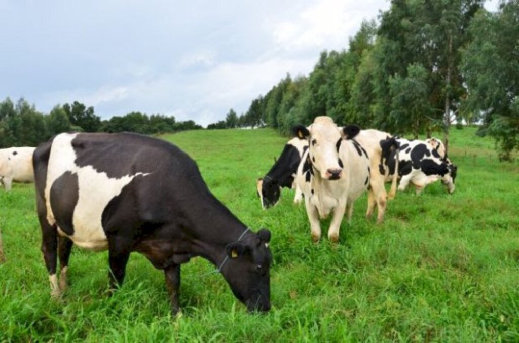 Foto: Divulgação/ Epagri - A expectativa é atender três mil agricultores em todo o estado.