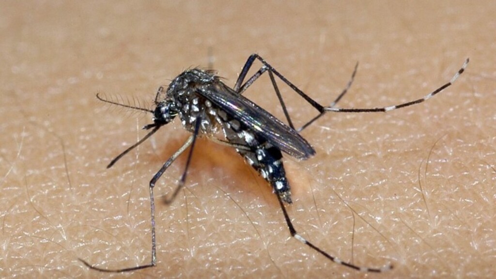 Sobe para 42 número de casos de dengue em 18 municípios do Rio Grande do Sul
