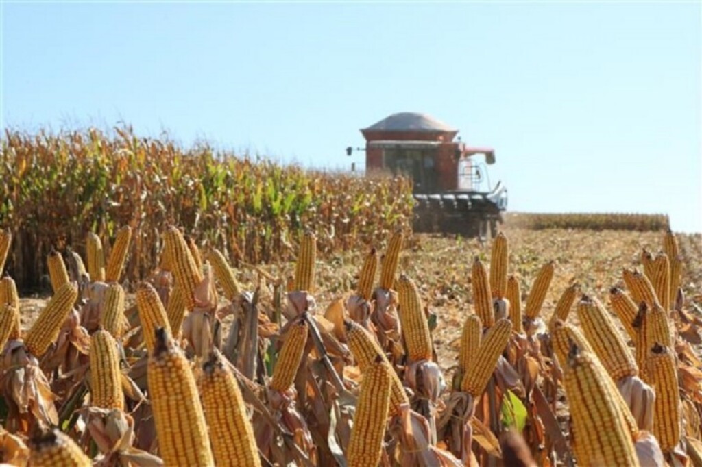 Trabalhos a campo avançam e milho está 65% colhido
