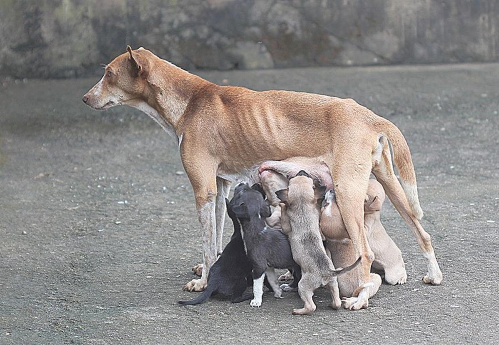 Prefeitura retoma convênio para castrações de animais