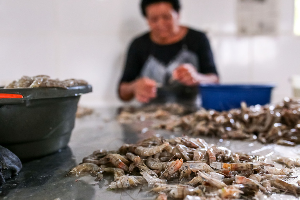 Município lança Feira do Peixe 2019 em 12 de abril