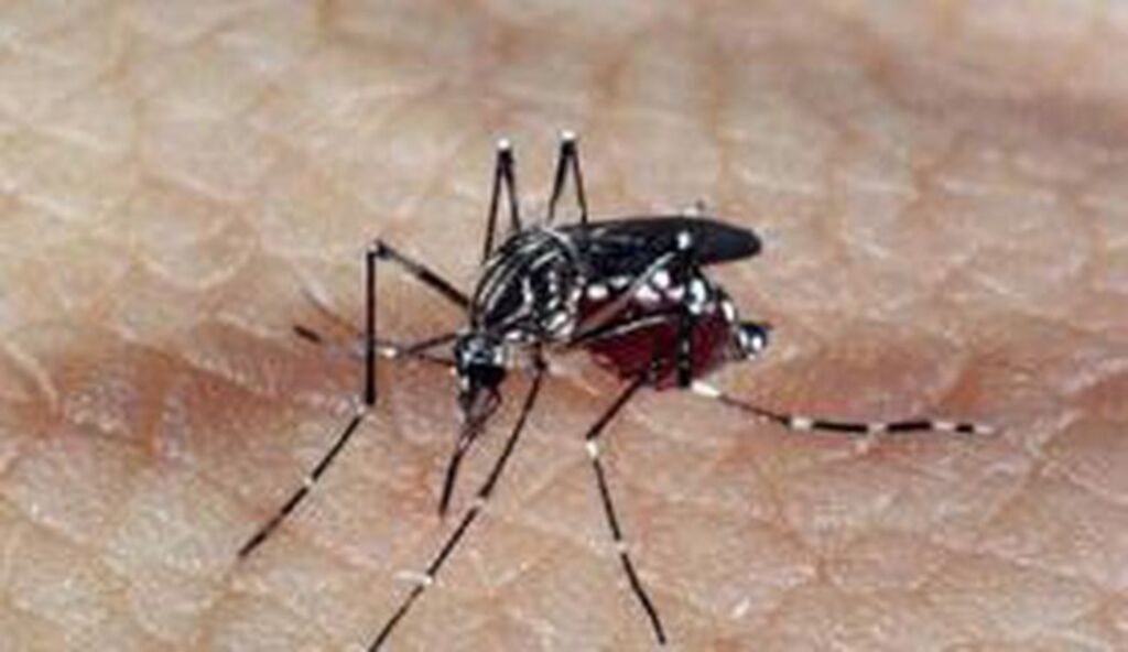 Casos de dengue crescem 224% no Brasil com 229 mil pacientes este ano