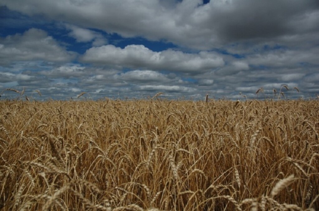 Outono com El Niño fraco tende a ter pouco impacto nas culturas de inverno