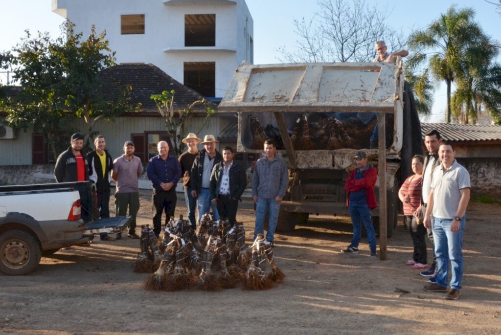 20 mil mudas de uva foram entregues a produtores do município de Celso Ramos