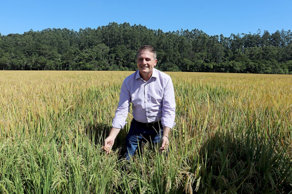 Santa Catarina dá início à colheita do arroz com lançamento de novo cultivar