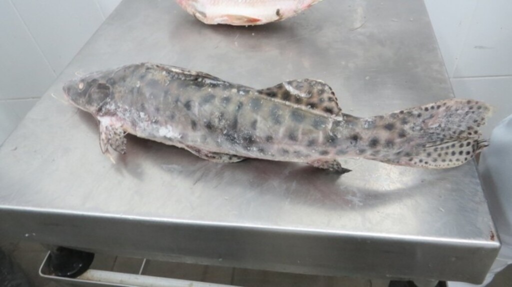 Fiscalização apreende 15,5 mil quilos de pescado no Sul do RS