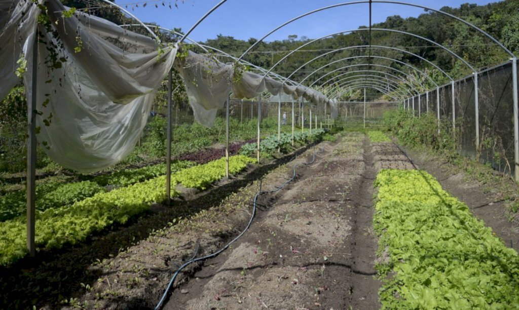 Instrução normativa prevê boas práticas para produção de folhosas