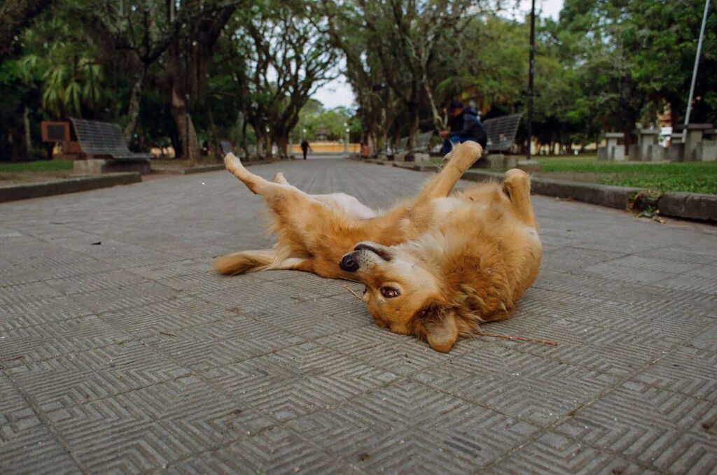 Shopping Pelotas receberá Projeto Cachorros de Pelotas