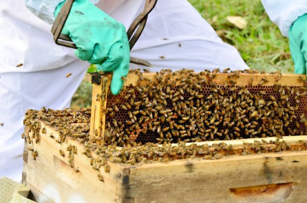 Assessoria de Imprensa  Secretaria de Estado da Agricultura, da Pesca e do Desenvolvimento Rural - Programa Terra Boa para apoiar a aquisição de sementes de milho, calcário, melhoria de pastagens, apicultura e cobertura do solo