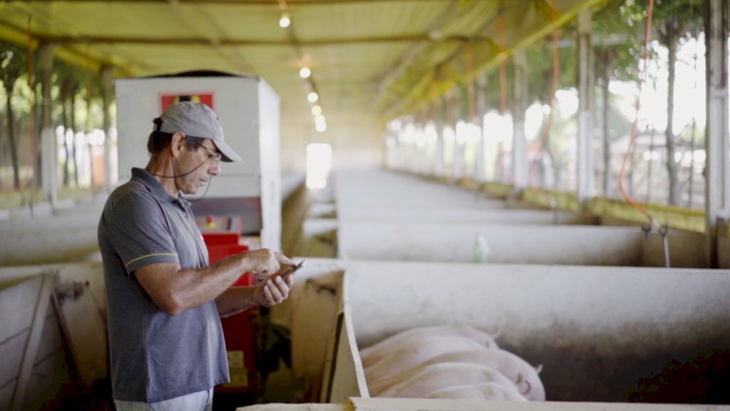 Normatização de práticas de bem-estar animal favorece modernização na suinocultura