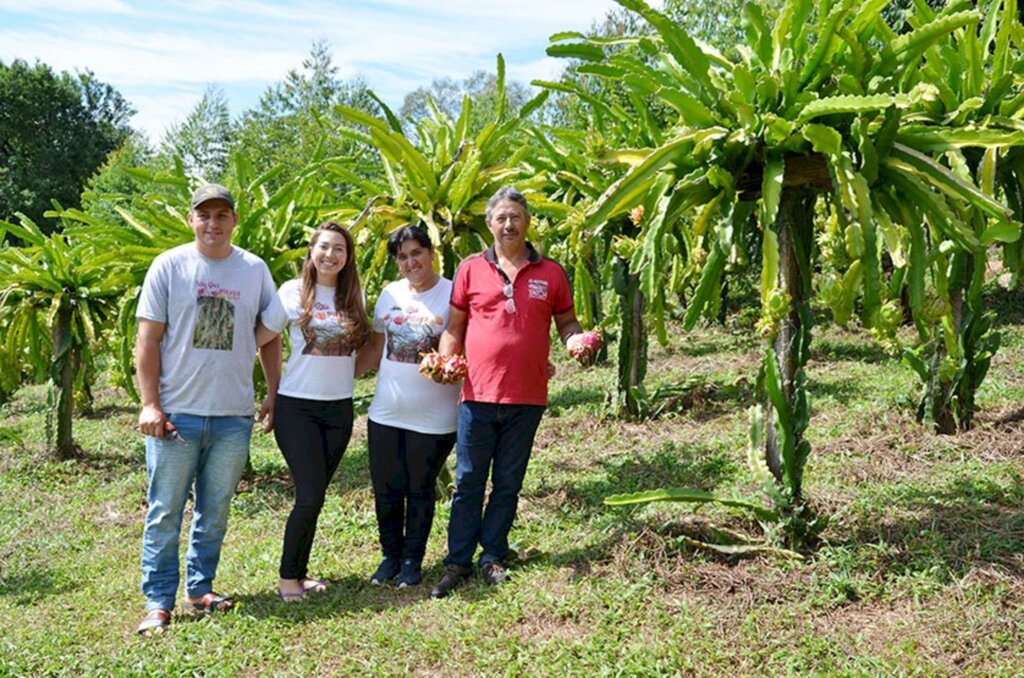 Vieram para Pinhal da Serra e junto trouxeram as Pitayas