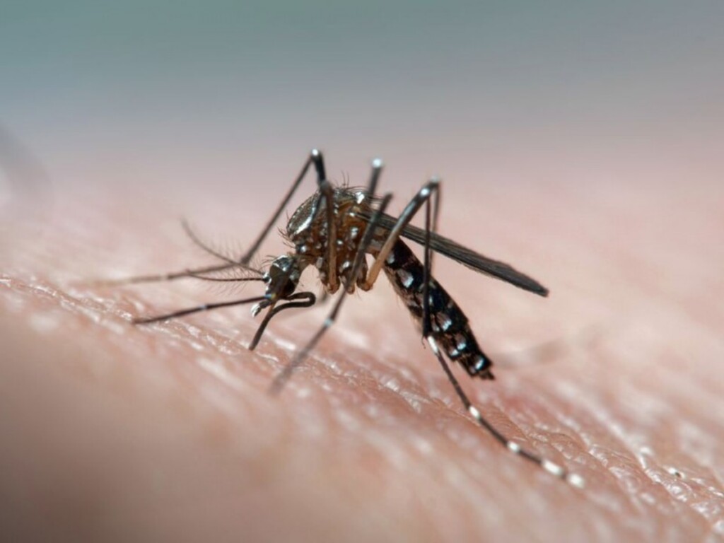 Estado tem cinco novos casos autóctones de dengue