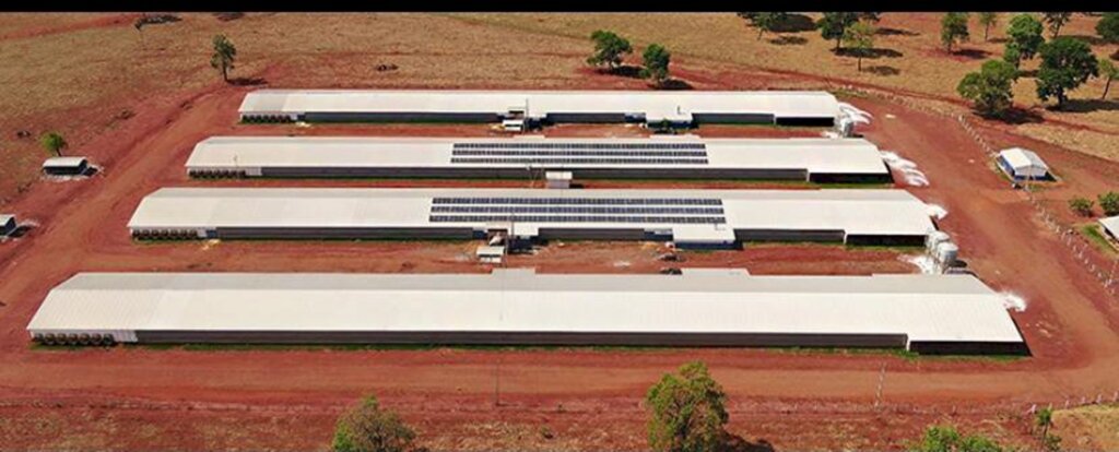 BRF ESTIMULA ADOÇÃO DE ENERGIA SOLAR NAS GRANJAS DOS PRODUTORES INTEGRADOS