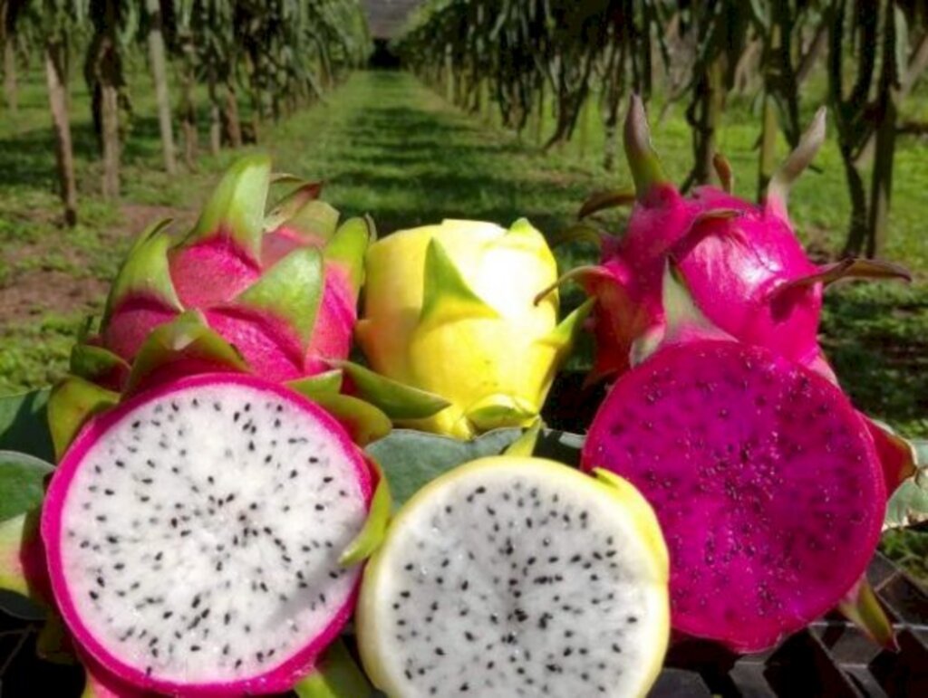 Fotos:  Márcia Costa/ Epagri - Os produtores catarinenses de pitaia entram em 2021 começando a colheita da fruta com boas perspectivas.