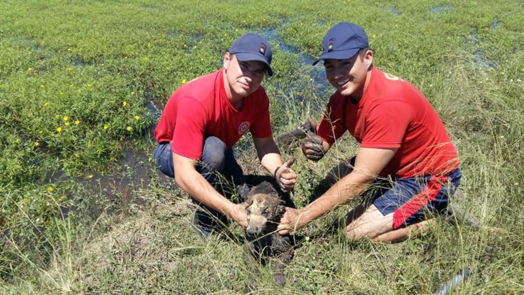 Bombeiros resgatam cão ilhado há 48 horas em Jaguarão