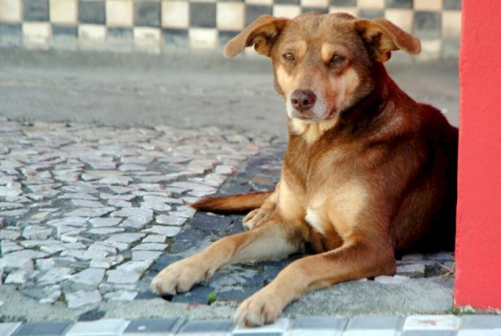 Governador sanciona duas leis que garantem mais direitos aos animais em Santa Catarina