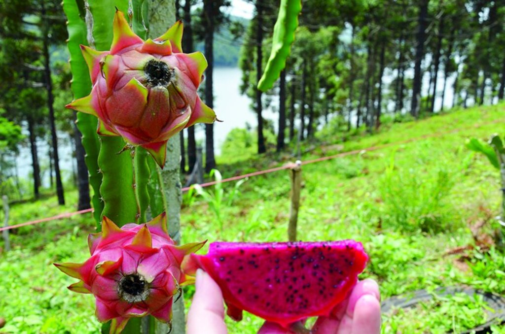 Cerronegrense investe no plantio de Pitaya