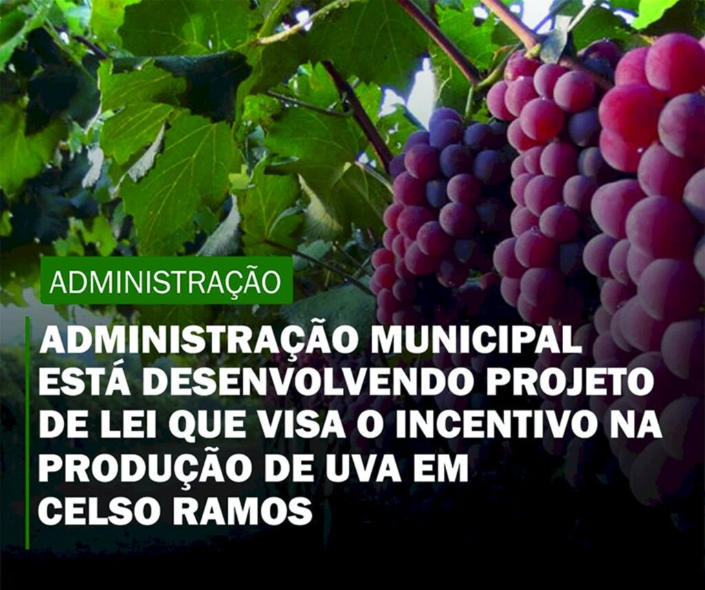 Administração municipal  de Celso Ramos está desenvolvendo projeto de Lei que visa o incentivo a produção de uva