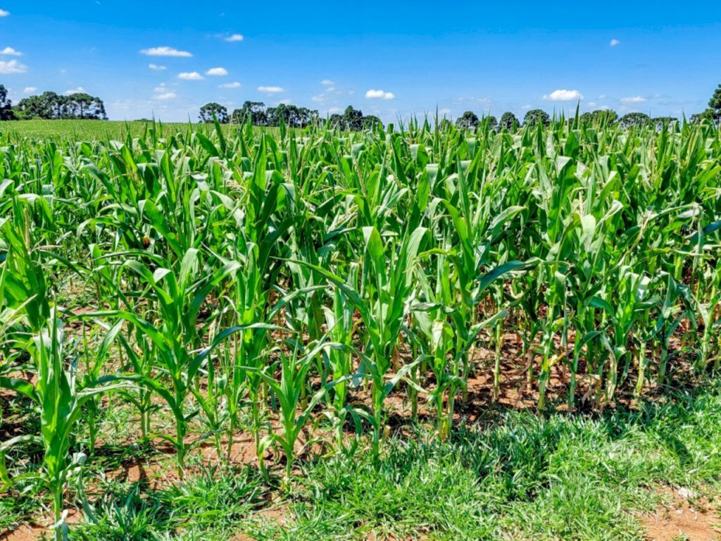 Prefeitura de Campo Belo do Sul realizou reunião de emergência para debater sobre a estiagem e ajudar agricultores