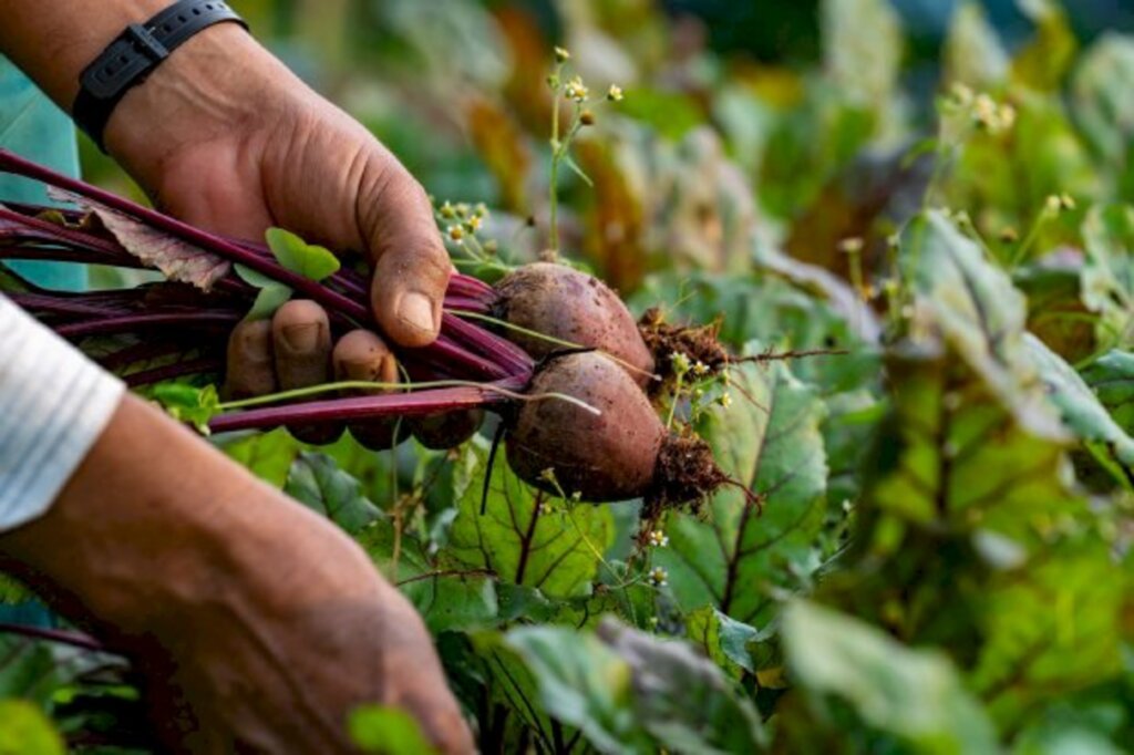 (Foto: Ricardo Wolffenbuttel/Secom). - Os produtores poderão acessar até R$ 10 mil ou até R$ 45 mil em projetos coletivos, com cinco anos de prazo para pagar em parcelas anuais e sem juros