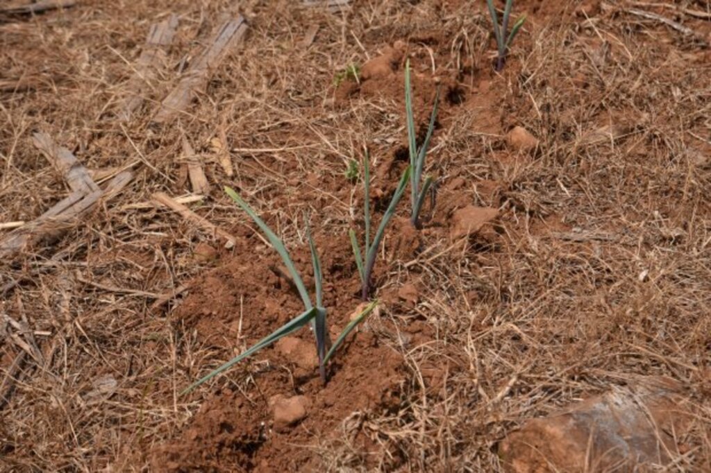 Ana Ceron Assessoria de Imprensa  Secretaria de Estado da Agricultura, da Pesca e do Desenvolvimento - Projetos de captação, armazenagem e distribuição de água para produtores rurais em situação de vulnerabilidade social e de médio porte, além do repasse de recursos para os municípios mais afetados.